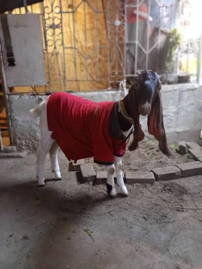 mashallah se full active haii is num pr rabta Karen 03708032595