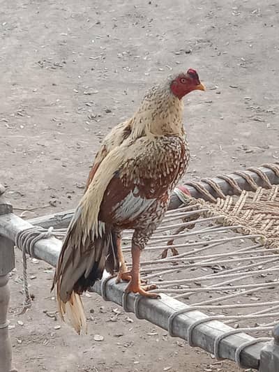 mean wali aseel band jorh mazbot Murga