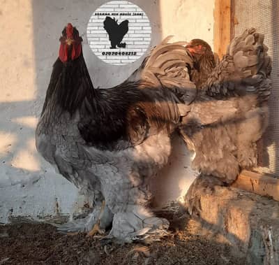Blue brahma chicks forsale