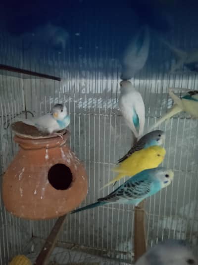 BUDGIES FOR SALE