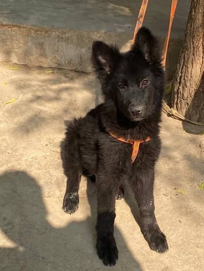 BLACK GERMAN SHEPHERD