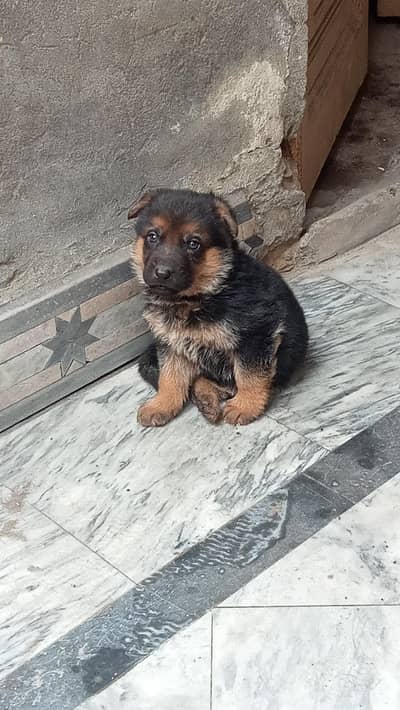 German shepherd male puppy