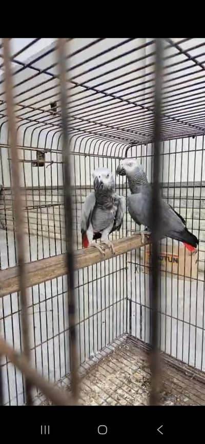 African Grey Breeder Pair with Breeding History