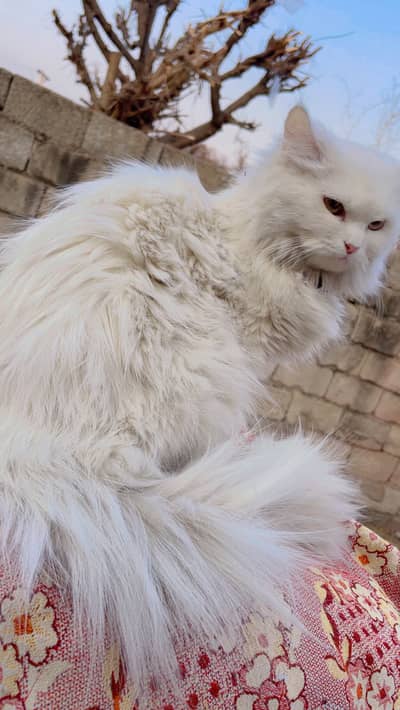 Persian Top Quality   Triple Cote