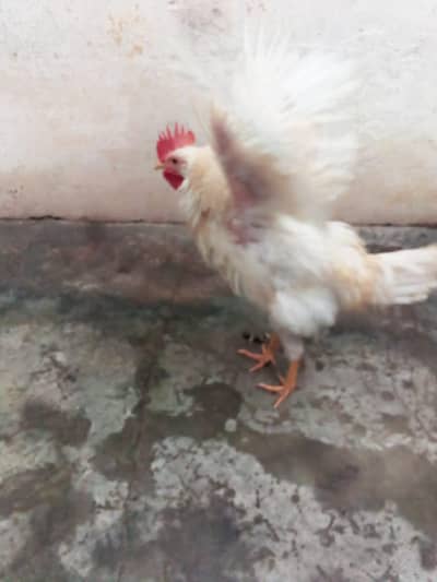 murga ghar k pla huwe