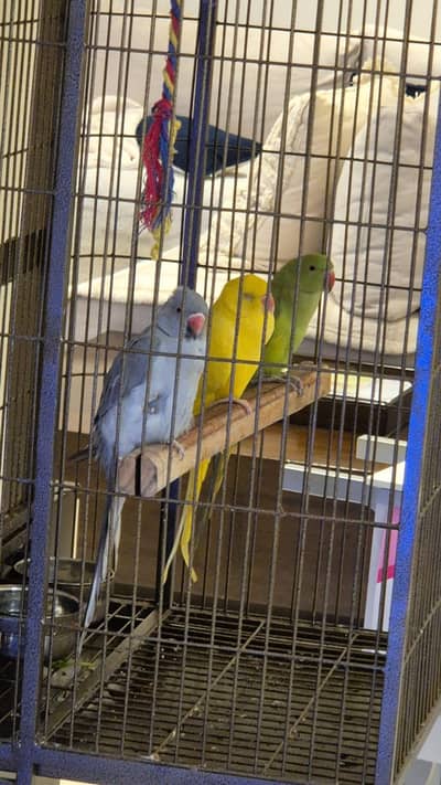Color Ringneck Yellow Grey Green Hand Tame