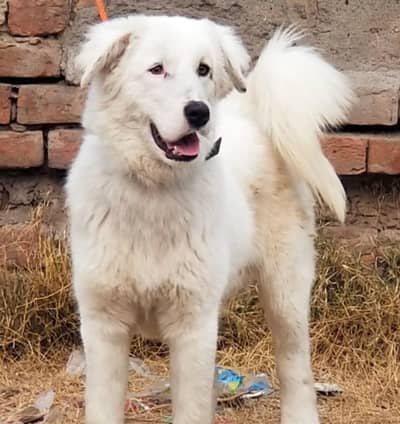 king Alabai / Alabai Dog / king Alabai male security dog for sale