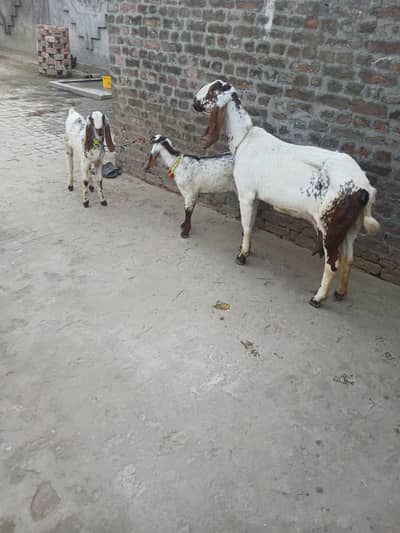 makhi beetal with 2 male and femal