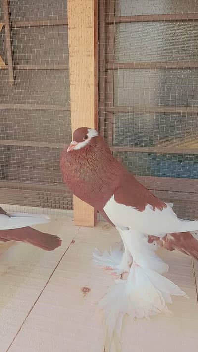 red poutter pure blood Line male