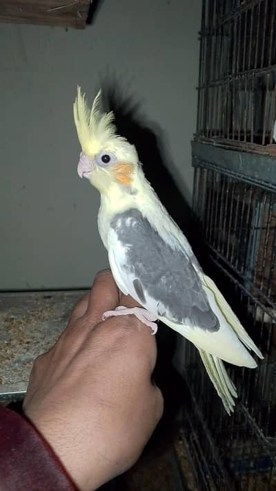 cocktail or love birds chicks for sale