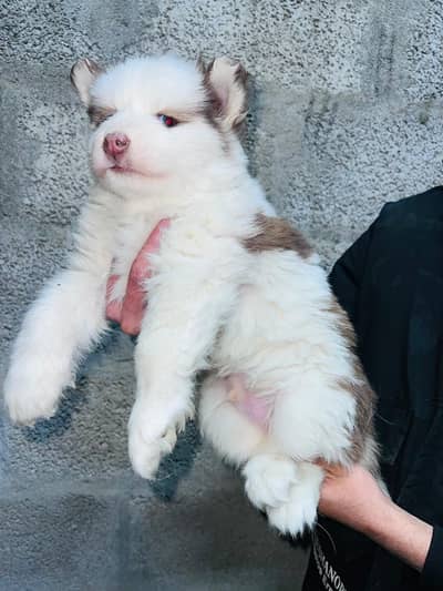 siberian husky puppies