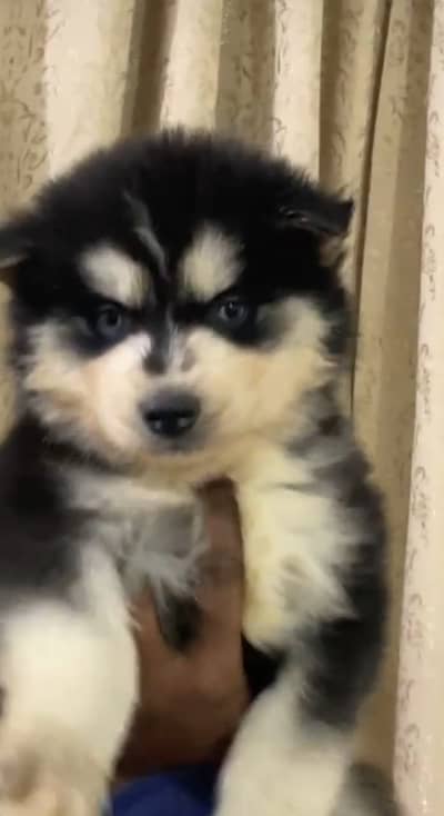 Siberian Husky puppy | Blue Eyes | Husky puppy/wolly coat puppy/Dog