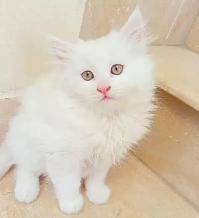 Persian female kitten for sale. my WhatsApp number 0320*24-100*47