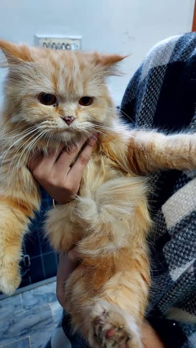 Persian cat