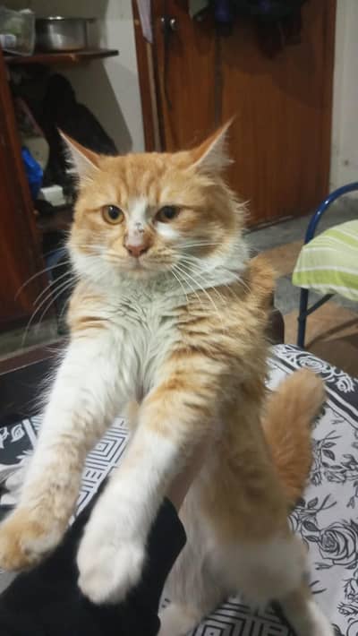 beautiful 1-year old domestic long hair/persian cat, Healthy&Friendly