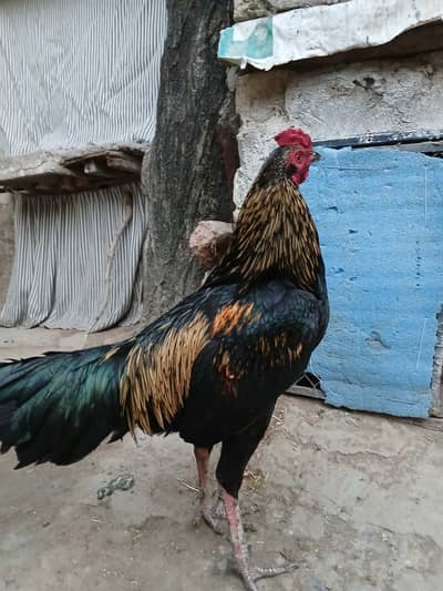 Aseel phatta for sale age 10 months