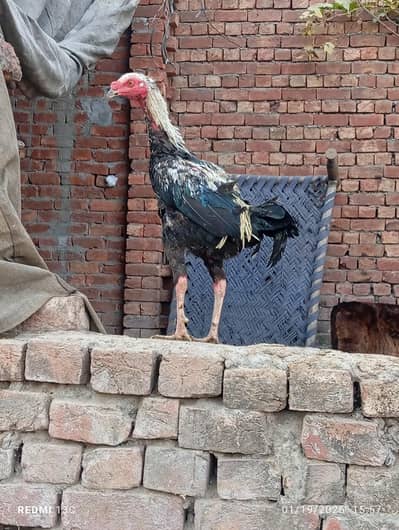 burmi patha and Pakistani murga for sale in Lahore