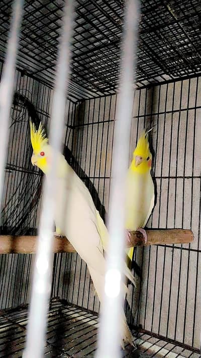 Comon white red ayes Cocktail pair for sale