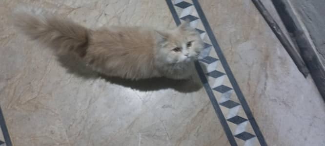 Persian cat for sale