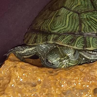 red eared slider turtle