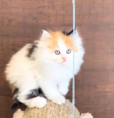 Persian cat Blue eyes vaccinated WhatsApp number03491408599