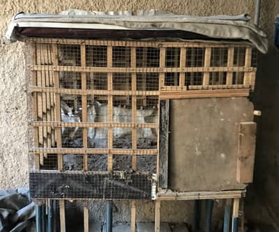 Hens Used Cage