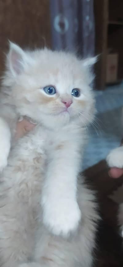 Persian kittens triple coat