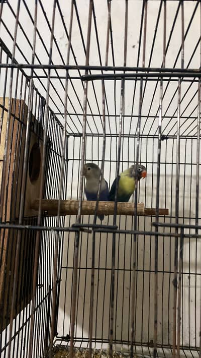 1000 per piece 3 pair ha