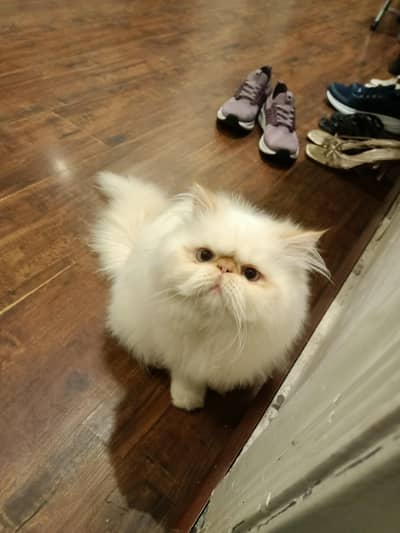 CFA Bloodline cat Peke piki peki Persian male kitten