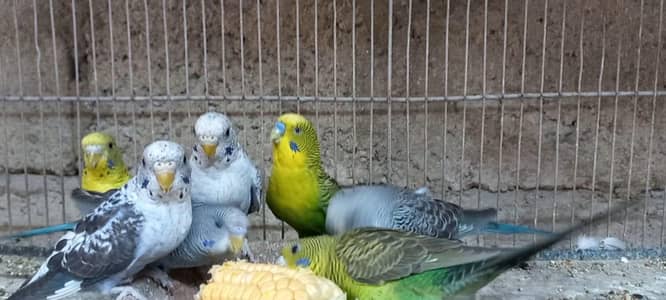 top Quality black wing ready to first breed fresh pairs