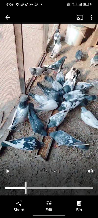 teady,rampuri,kasori,