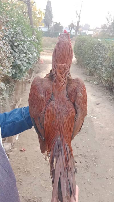 Aseel pella 12ooo or shikra 10000