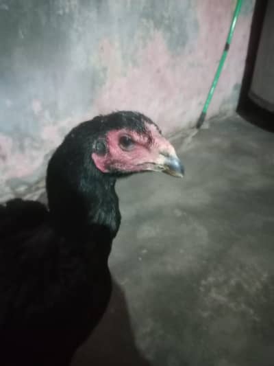 aseel Thai fast sale