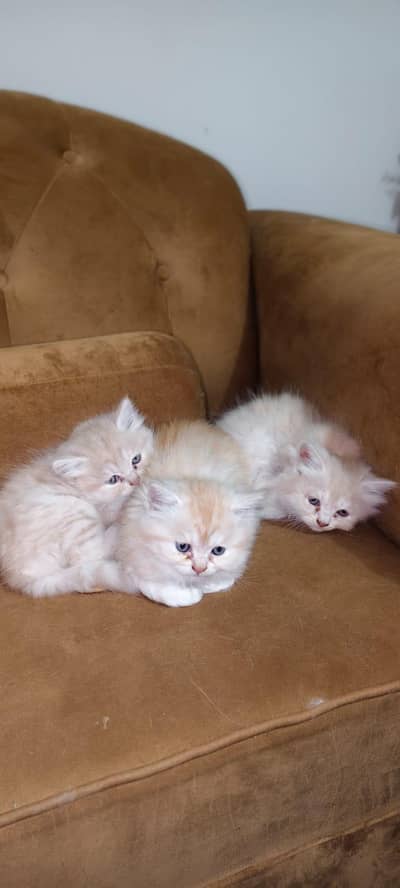 A cute kitten ready for new home