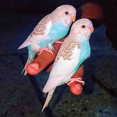 Budgie Hand Tame Baby Australian parrot