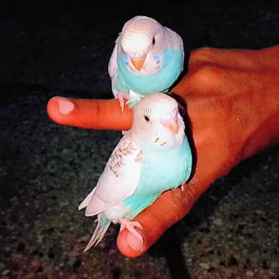 Budgie Hand Tame Baby Australian parrot