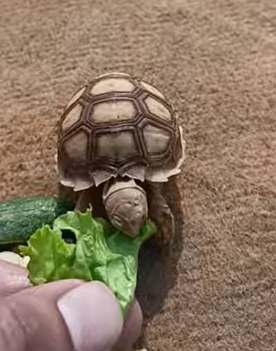 Sulcata | Tortoise | Turtle | Baby Tortoise for Sale