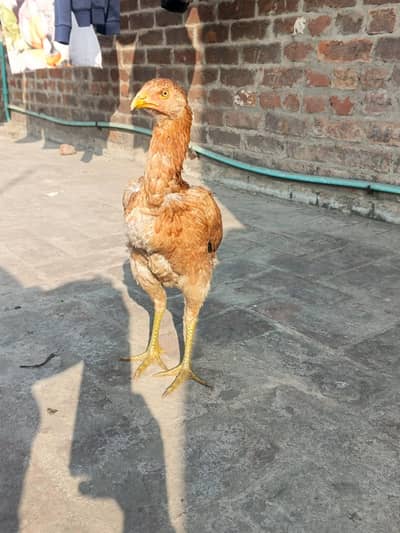 Home breed burmi female contact only Whatsapp 03147590294