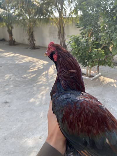 2 Murga or 1 galva pair