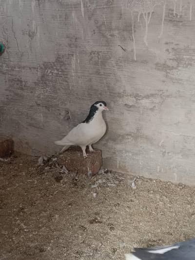 German sherazi piegion