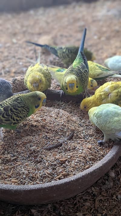budgies breeder pair with chiks without chiks available