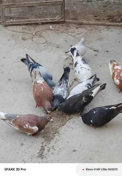 ladte hue kabutar Hain