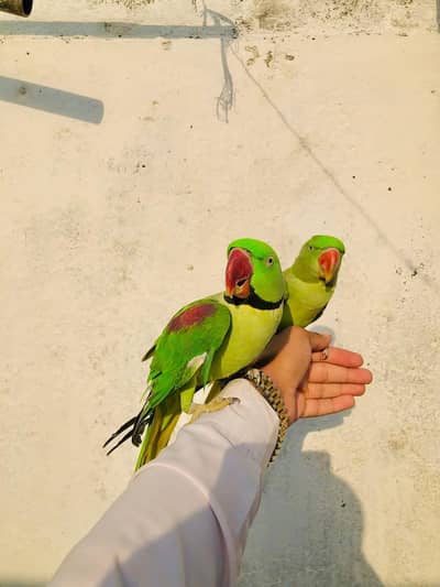 raw parrot pair