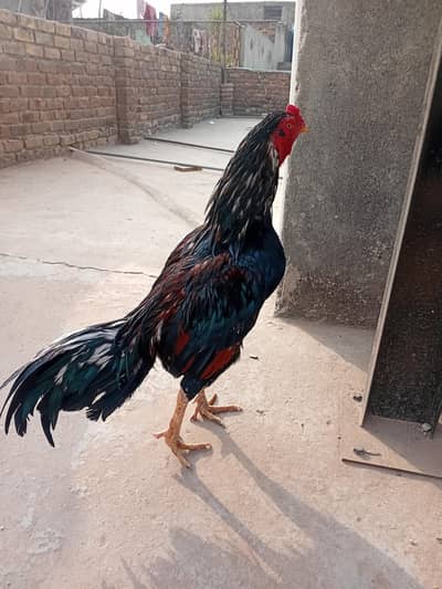 I want to sell my Hen My WhatsApp number 03315155676