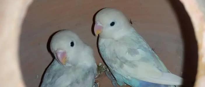 love birds & paid dove