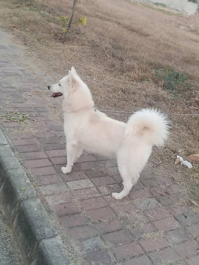 white Siberian husky female