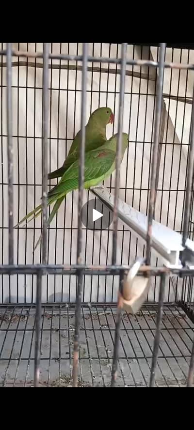 Raw pair 1 year age talking on mood