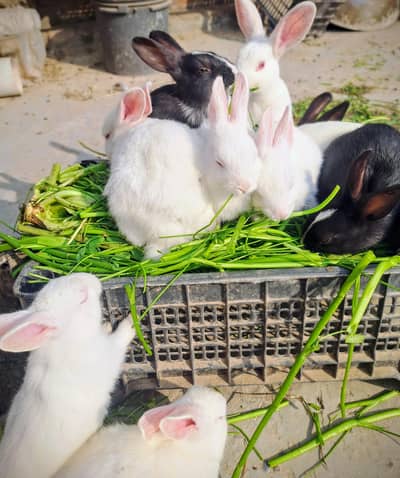 newzeeland breed/black/flemish