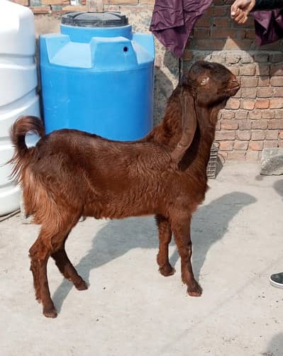 Nagra Bakra | Desi Bakri | Breeder Bakra | Pregnent Goat for Sale