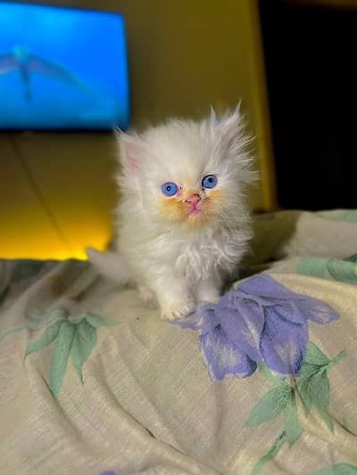 pure Persian kittens . . . fluffy triple coated and healthy kittens